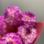 5 розово-сиреневых георгин фото 4